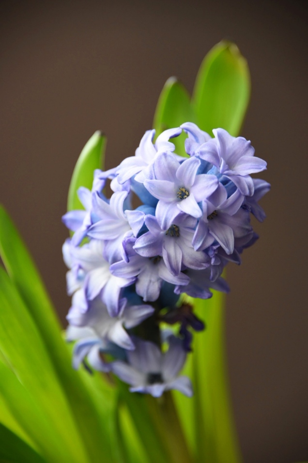 hyacinth 2 next day